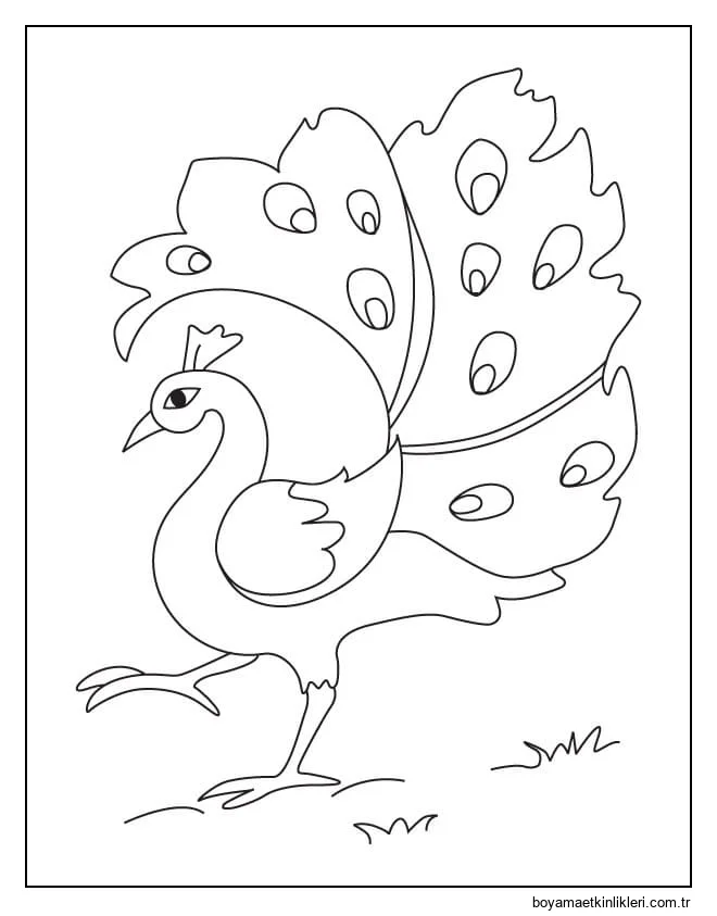 Aşırı Basit Tavuskuşu