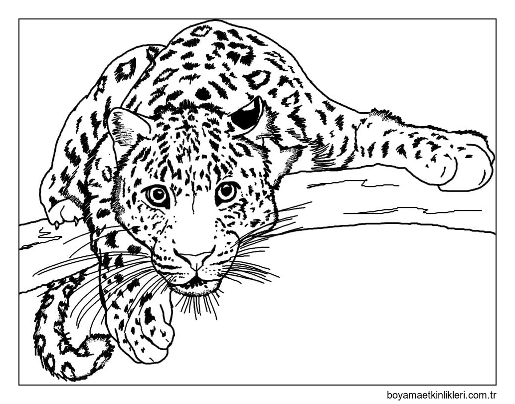 Bir Dal Üzerinde Leopar