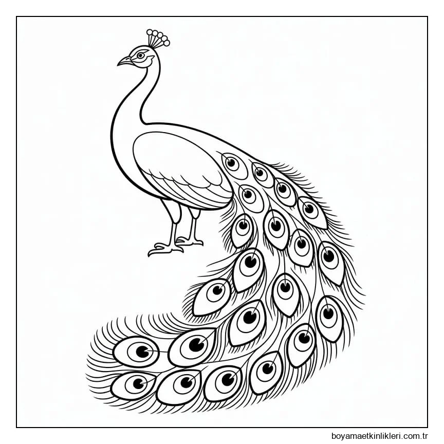 Çok Şahane Tavuskuşu