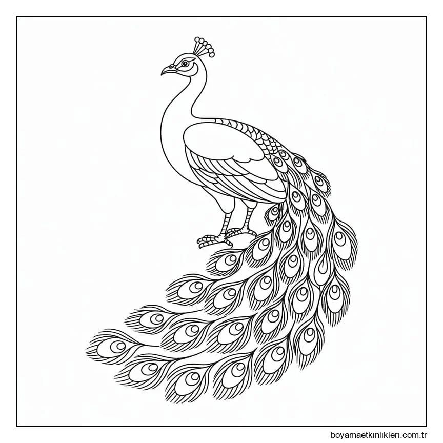 Güzel Bir Tavuskuşu