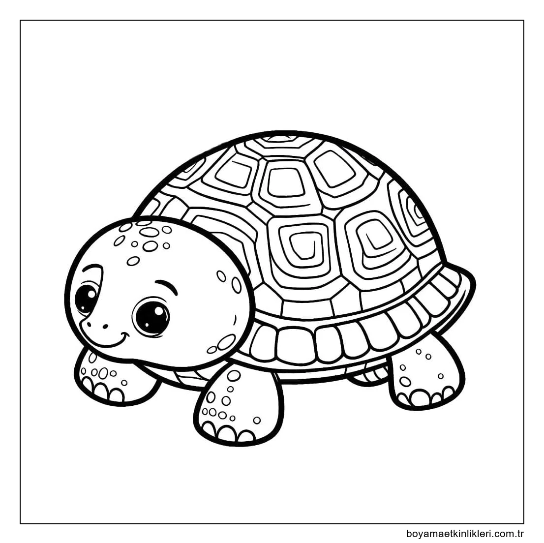 Kaplumbağa 5