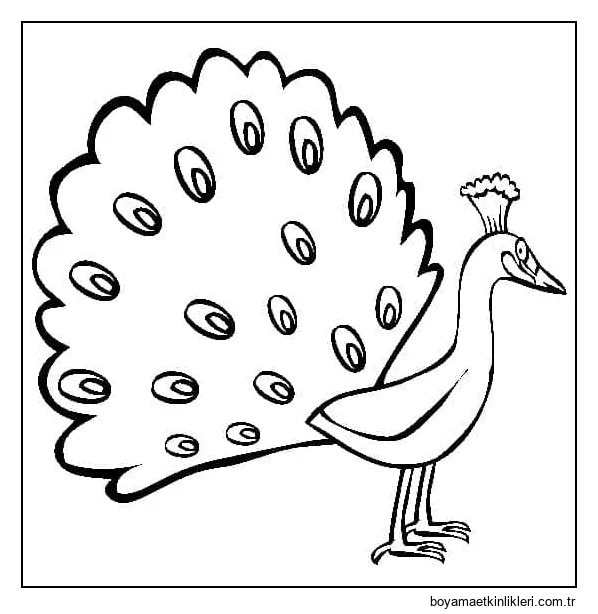 Ücretsiz Tavuskuşu