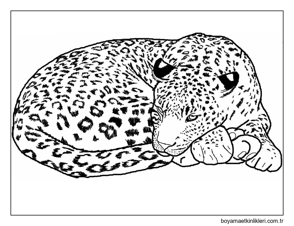 Uyuyan Leopar