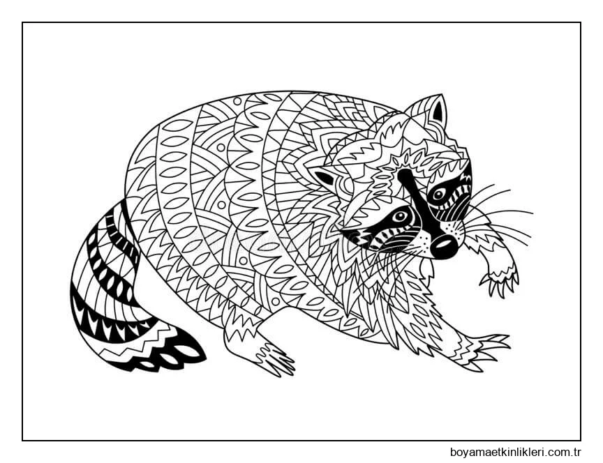 Yetişkin için Rakun