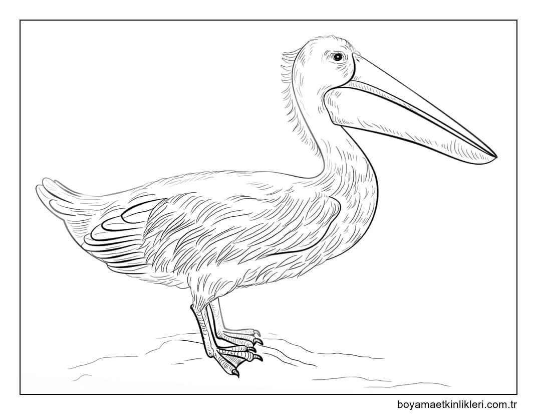 Çocuk için Pelikan