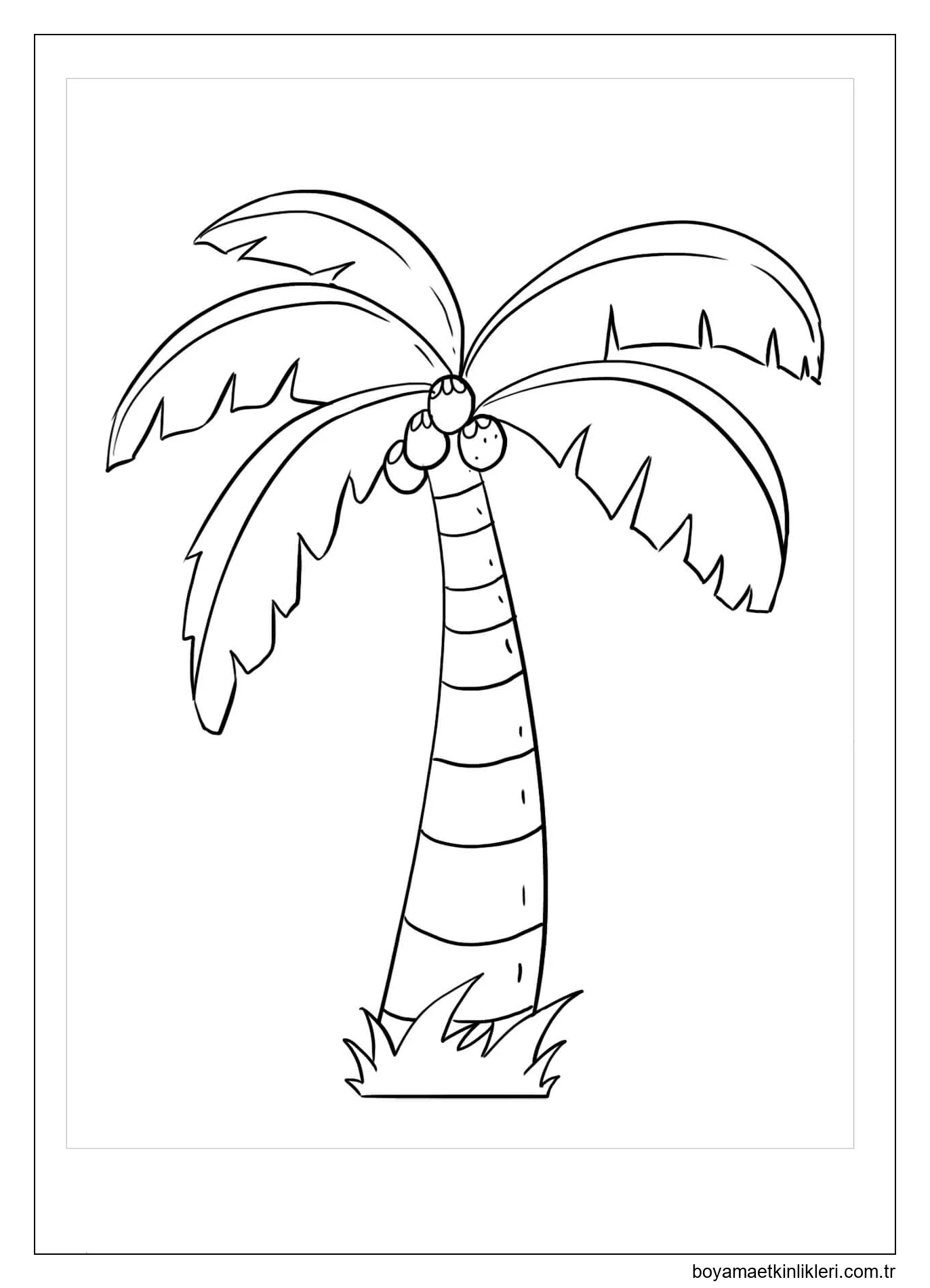 Hindistan Cevizi Ağacı