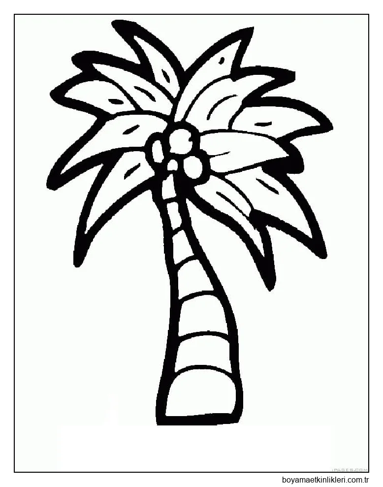 Hindistan Cevizi Ağacı Çizimi