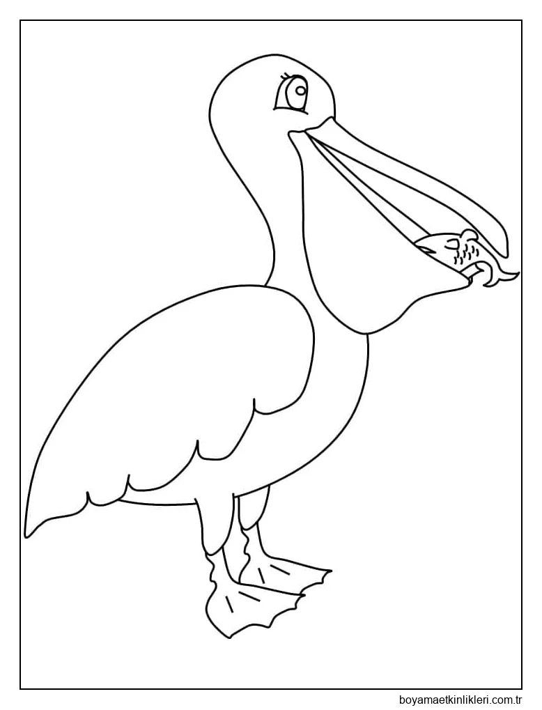 Pelikan balık yiyor