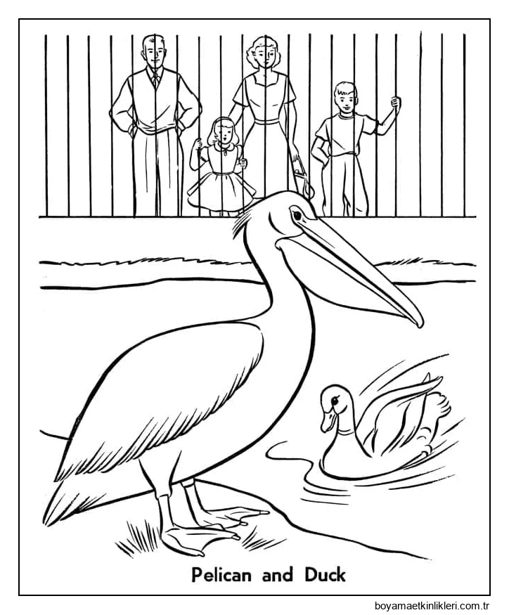 Pelikan ve ördek