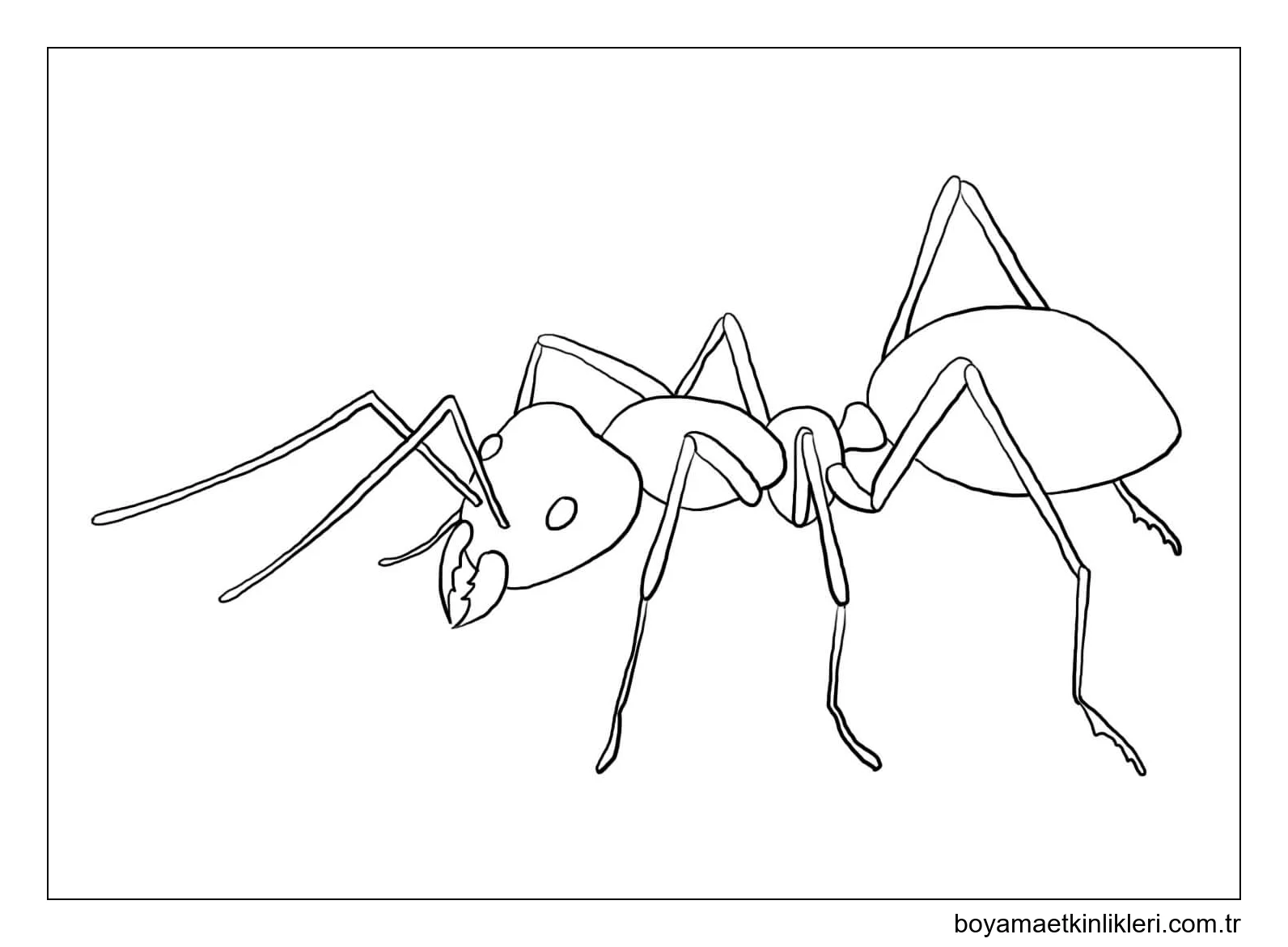 Şaşırtıcı Karınca