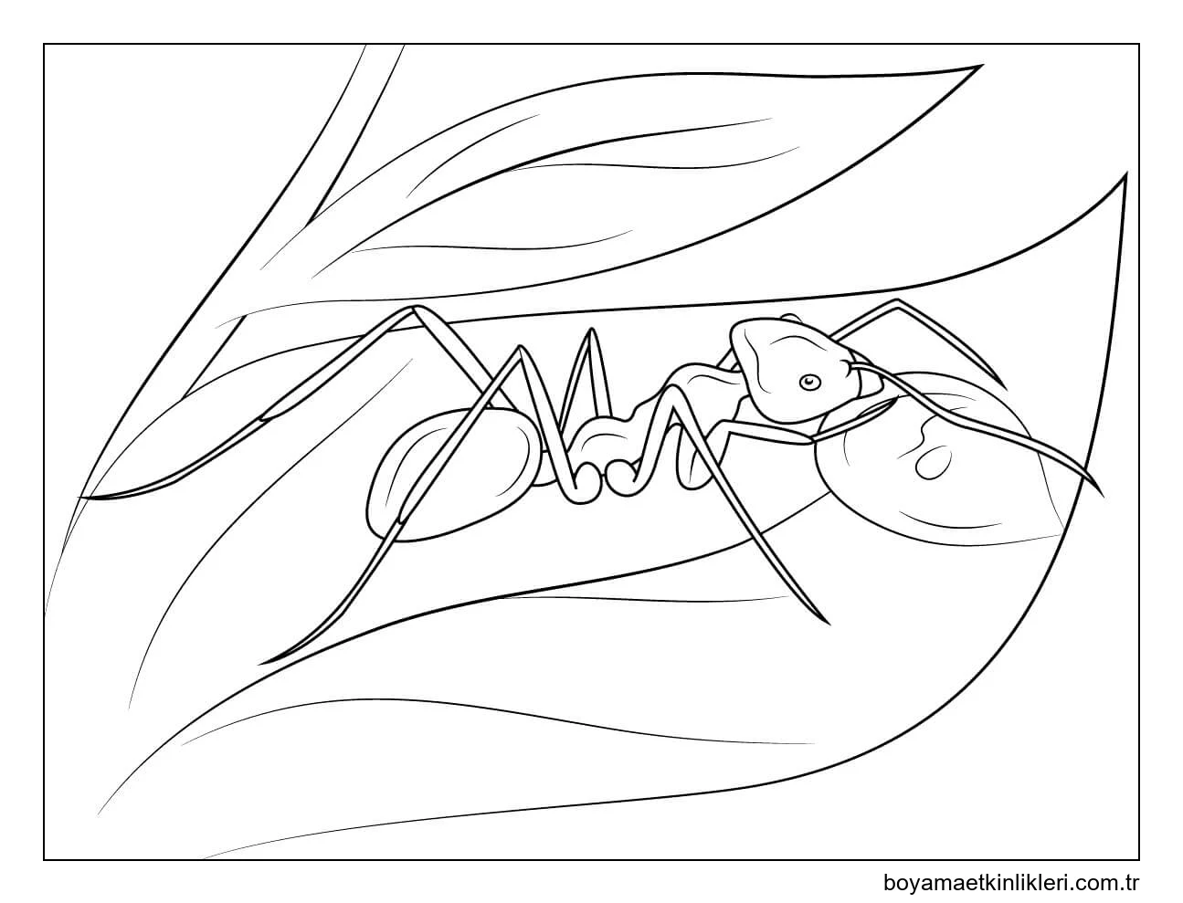 Yaprak üzerinde Karınca