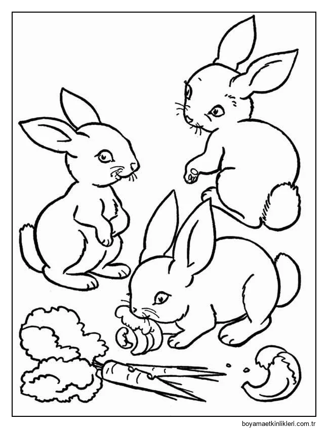 Havuçlu Üç Tavşan