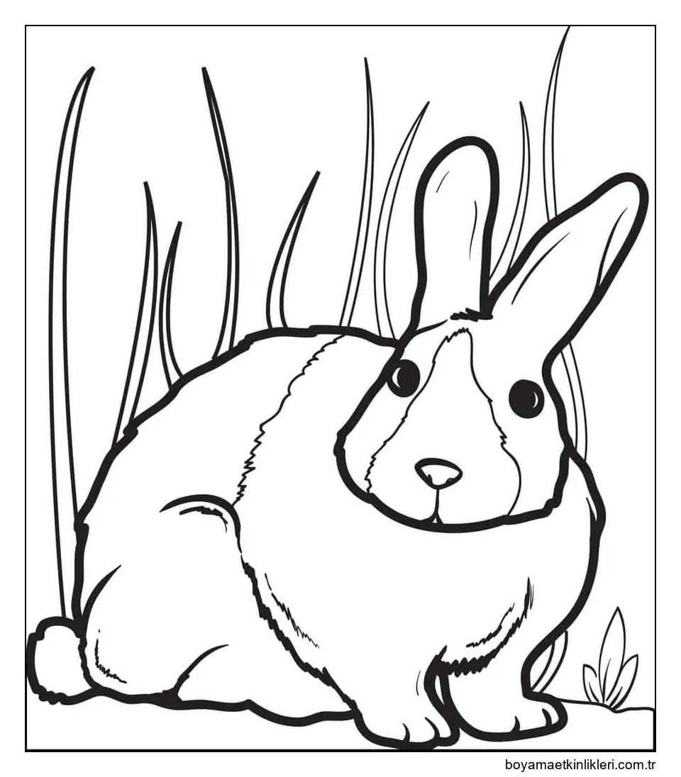 Şaşırtıcı Tavşan