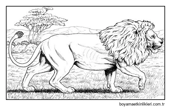 Afrika Aslanı Yürüyüş