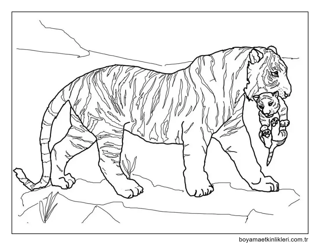 Anne Kaplan Yavru Kaplanı Taşımak