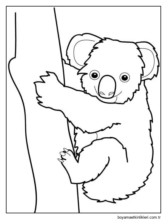 Büyük Koala