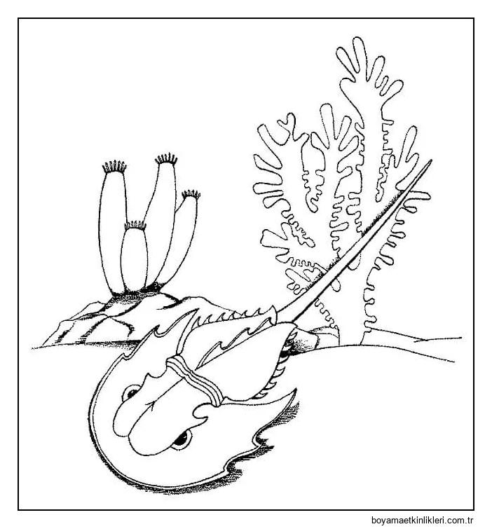 Denizde at Nalı Yengeci