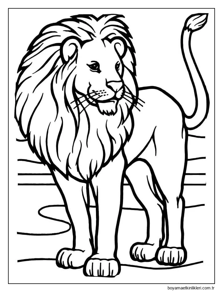 Erkek Afrika Aslanı