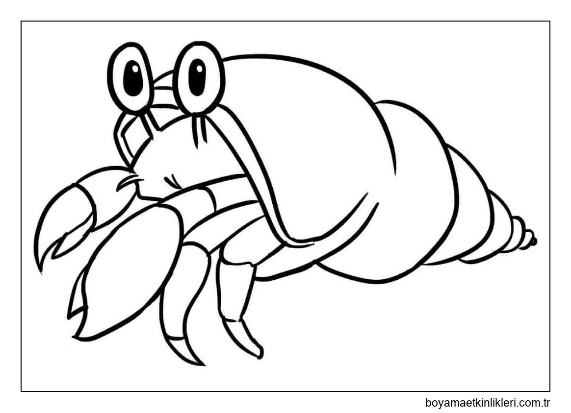 Küçük Sevimli Münzevi Yengeç