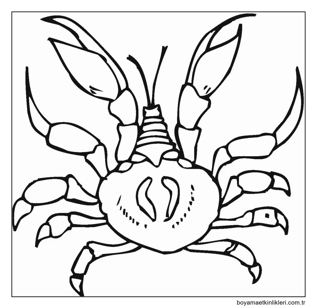 Normal Çekme Yengeç