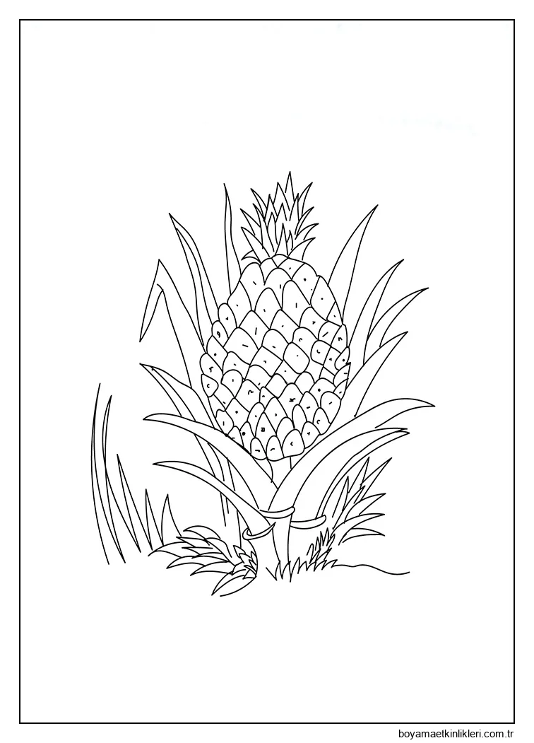 Olgun Ananas