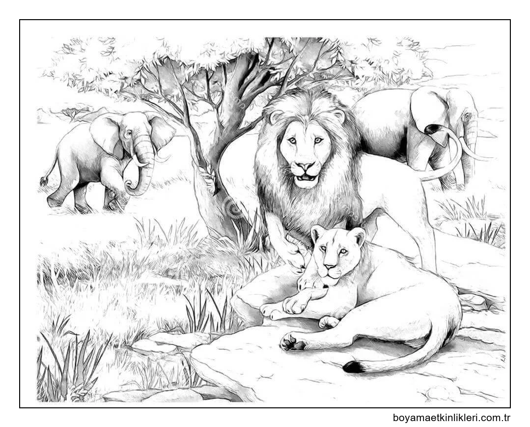 Yetişkin Afrika Aslanları