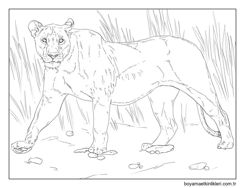 Yürüyen Dişi Aslan