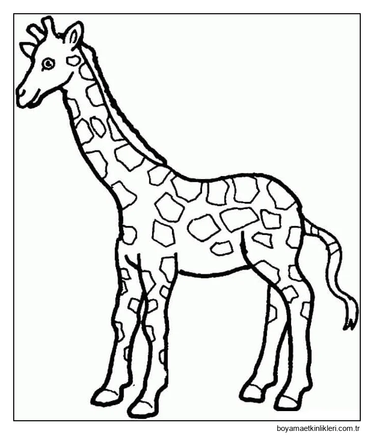 Zürafa çizimi