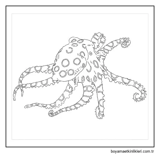 Mavi Halkalı Ahtapot