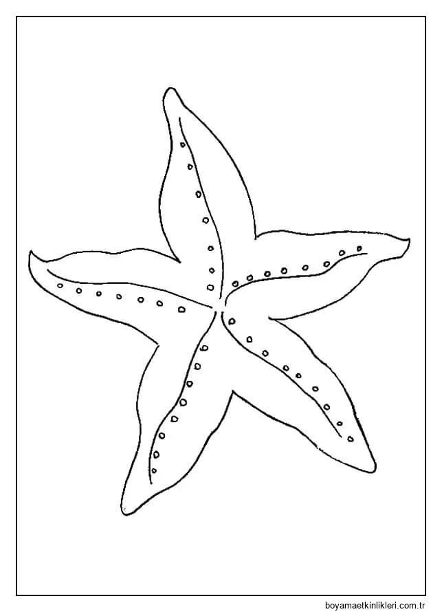 Temel Bir Denizyıldızı