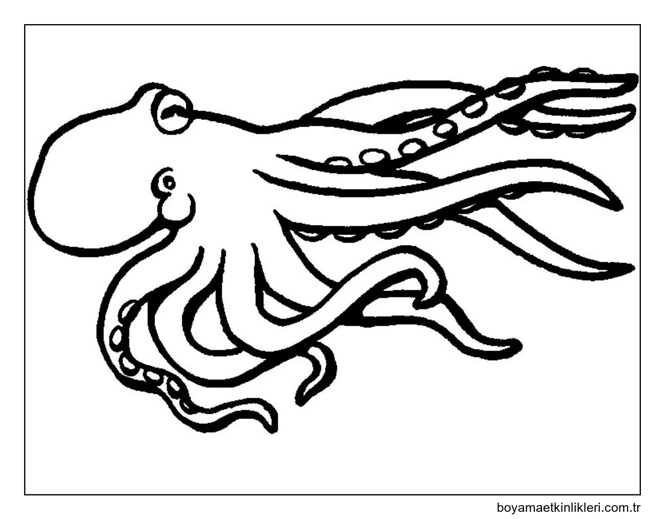 Temel Çizim Ahtapot